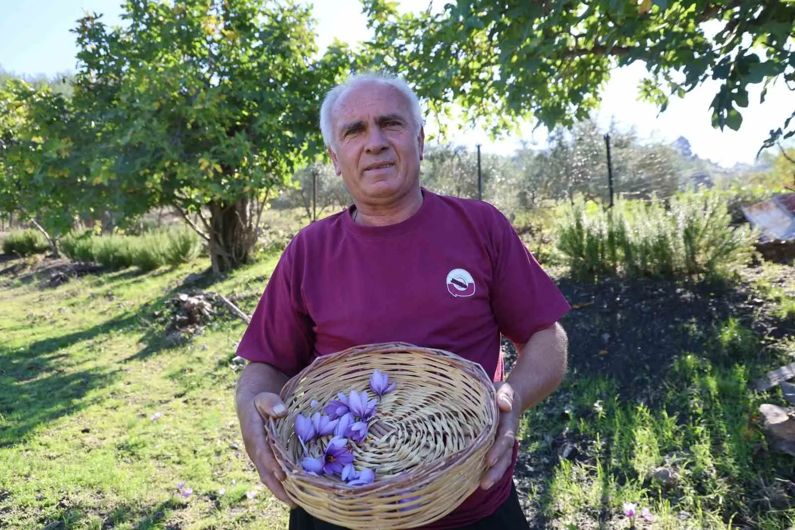 ADANA'NIN KOZAN İLÇESİNE BAĞLI KIZLARSEKİSİ MAHALLESİ'NDE YAŞAYAN ALİ GÖK, SAFRAN HASADINA BAŞLADI