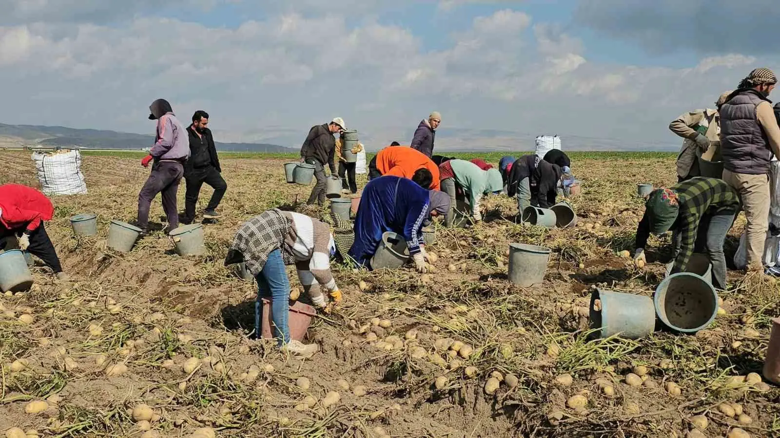 BİTLİS’İN ADİLCEVAZ İLÇESİNDE PATATES HASADIYLA BİRLİKTE TARLALARDA YOĞUN MESAİ YAŞANIYOR.