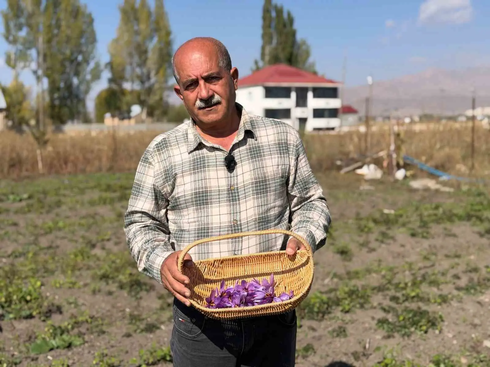 HAKKARİ'NİN YÜKSEKOVA İLÇESİNDE UZUN YILLAR ESNAFLIK YAPTIKTAN SONRA MESLEĞİNİ BIRAKARAK TARIMA YÖNELEN KERİM ERİŞMİŞ, KİLOGRAM FİYATI 900 BİN İLE 1 MİLYON LİRA ARASINDA DEĞİŞEN SAFRANIN HASADINA BAŞLADI.