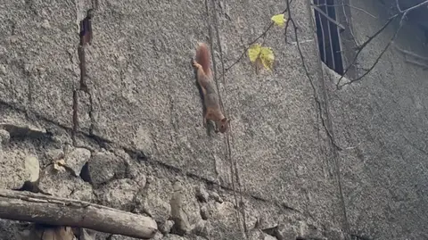 BİNGÖL'DE BİR EVİN BAHÇESİNDE GÖRÜNTÜLENEN SİNCAP, İNSANLARDAN KORKMADAN RAHATÇA DOLAŞMASIYLA DİKKAT ÇEKTİ.