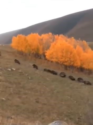 ARDAHAN'DA ORMANLIK ALANIN KENARINDAN İLERLEYEN BİR DOMUZ SÜRÜSÜ, BÜYÜKBAŞ HAYVANLARIN BULUNDUĞU BÖLGEDE GÖRÜNTÜLENDİ.