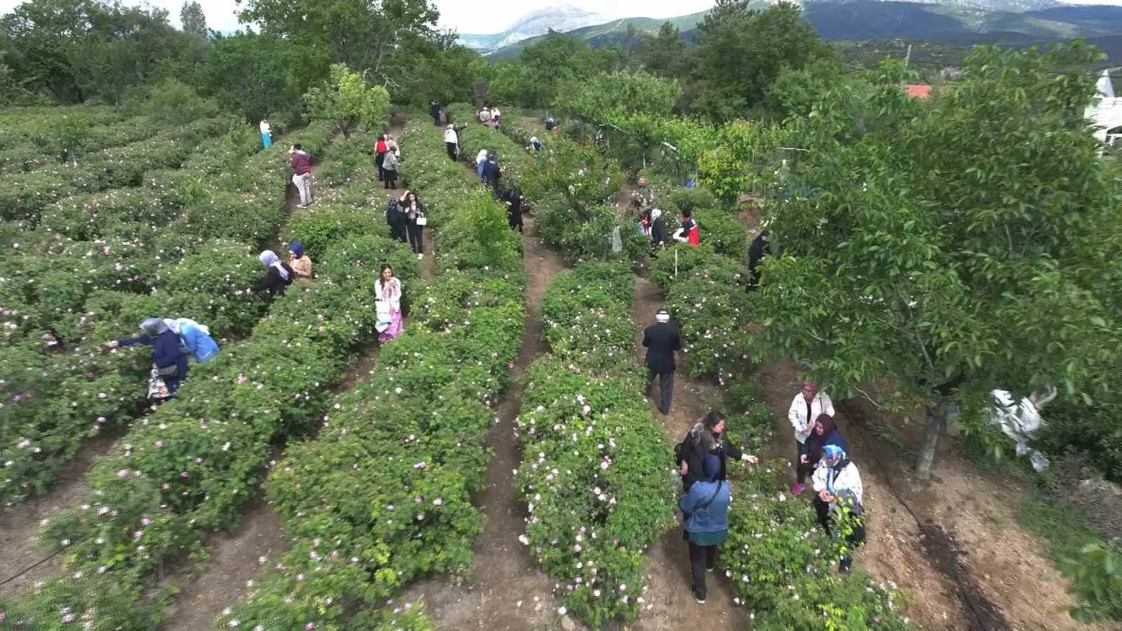 GÜLBİRLİK YÖNETİM KURULU YAPTIĞI TOPLANTIDA DAHA ÖNCE AÇIKLANAN KİLO BAŞINA 80 LİRALIK GÜL ÇİÇEĞİ TABAN FİYATININ NET 95 LİRAYA YÜKSELTİLMESİNİ KARARLAŞTIRDI. BÖYLECE ÜRETİCİLERE KİLO BAŞINA 15 LİRA DAHA EK ÖDEME YAPILACAK.