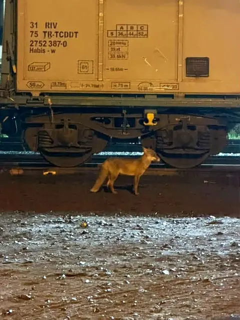 MURATLI İLÇE MERKEZİNDE TREN İSTASYONU YAKININDAKİ HEMZEMİN GEÇİT YANINDA TİLKİ GÖRÜNTÜLENDİ.