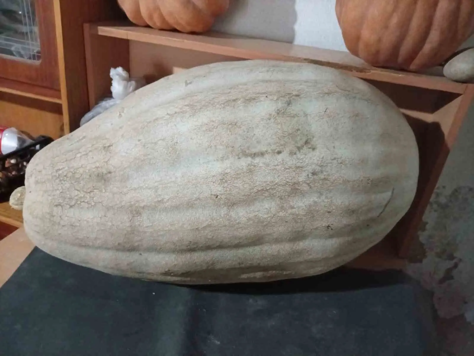 MANİSA’NIN SARIGÖL İLÇESİNDE BAĞ KENARINA EKİLEN KABAK ÇEKİRDEĞİNDEN YETİŞEN 1 METRE UZUNLUĞUNDA VE 60 KİLOGRAM AĞIRLIĞINDAKİ DEV KABAK, GÖRENLERİN DİKKATİNİ ÇEKTİ. KABAĞI YETİŞTİREN ZELİHA HASIRCI, DEV KABAĞI REÇEL YAPARAK DEĞERLENDİRECEĞİNİ SÖYLEDİ.