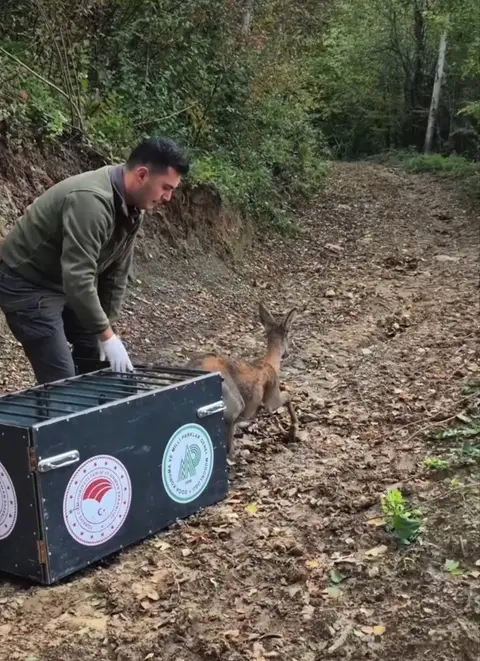 BARTIN'DA YARALI HALDE BULUNAN KARACA, TEDAVİSİNİN ARDINDAN DOĞAYA SALINDI