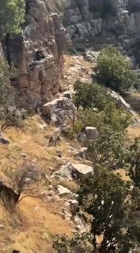 BATMAN’IN GERCÜŞ İLÇESİNE BAĞLI GÖNÜLLÜ KÖYÜNDE, NESLİ TEHLİKE ALTINDA BULUNAN ÇİZGİLİ SIRTLAN CEP TELEFONU İLE GÖRÜNTÜLENDİ.
